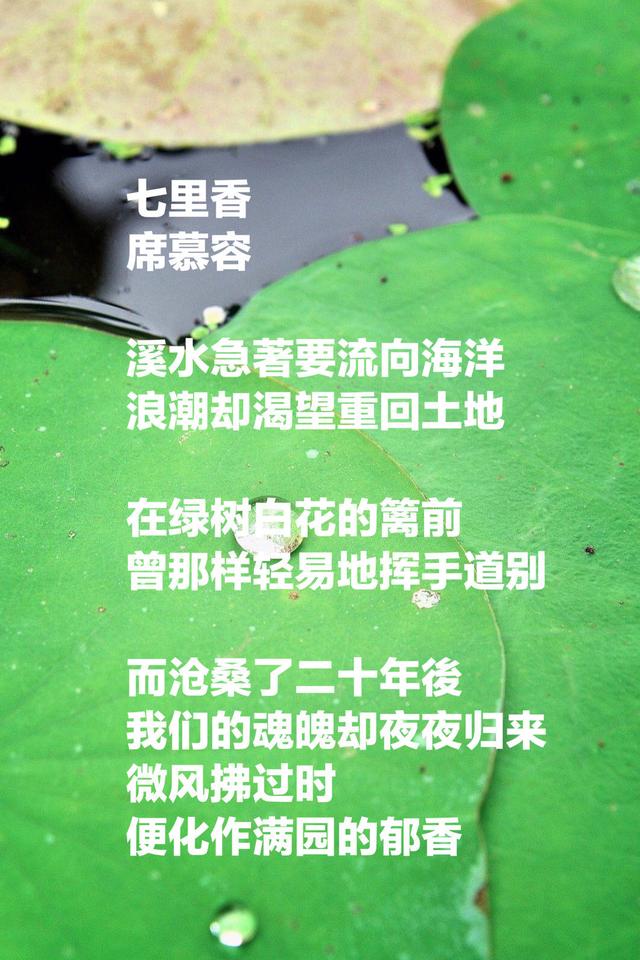 席慕容最美的八首诗，句句美到心碎，触动心扉，适合一生珍藏