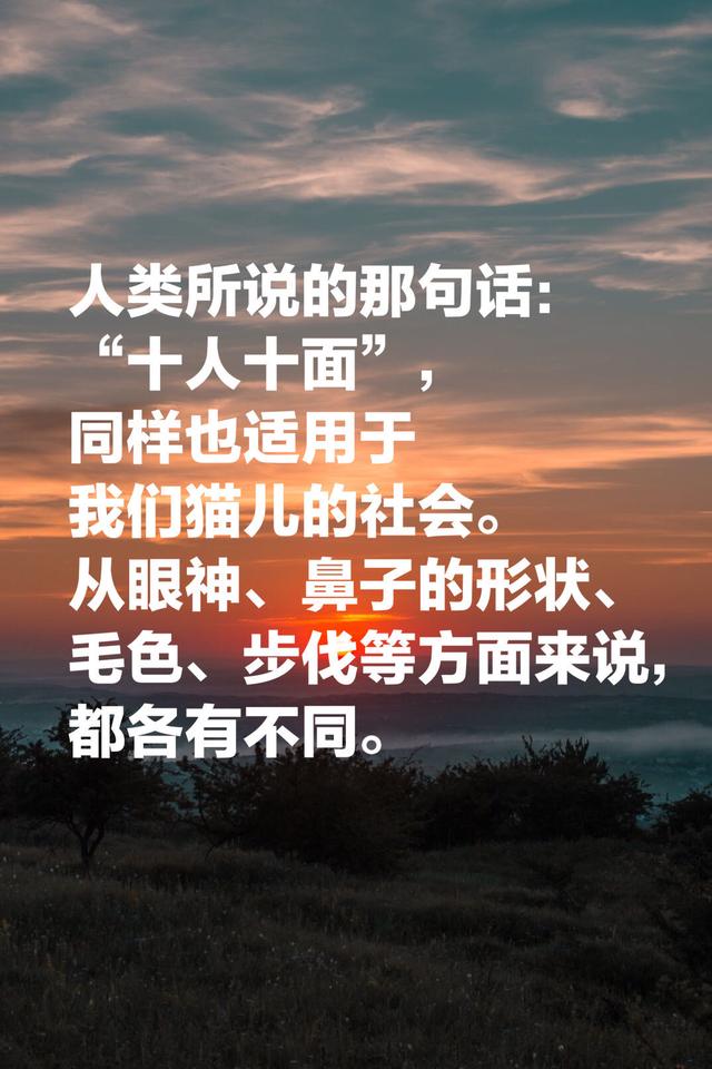 夏目漱石的《我是猫》，最经典的十段话，鲁迅评价