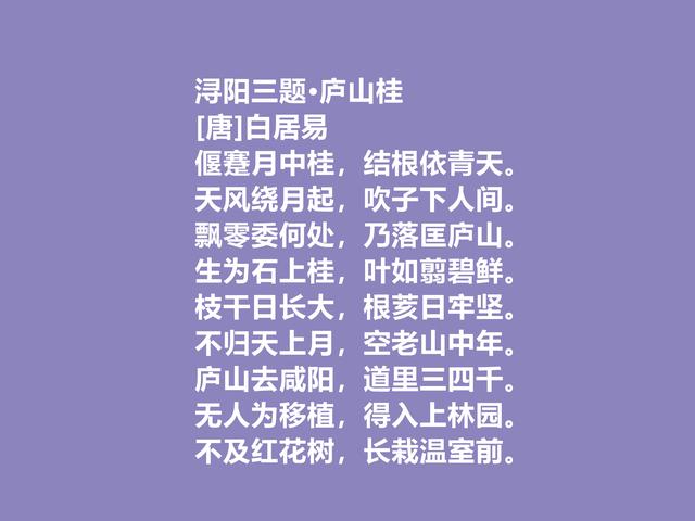 唐朝诗坛名家，白居易讽喻诗，针砭时弊，正义感浓厚